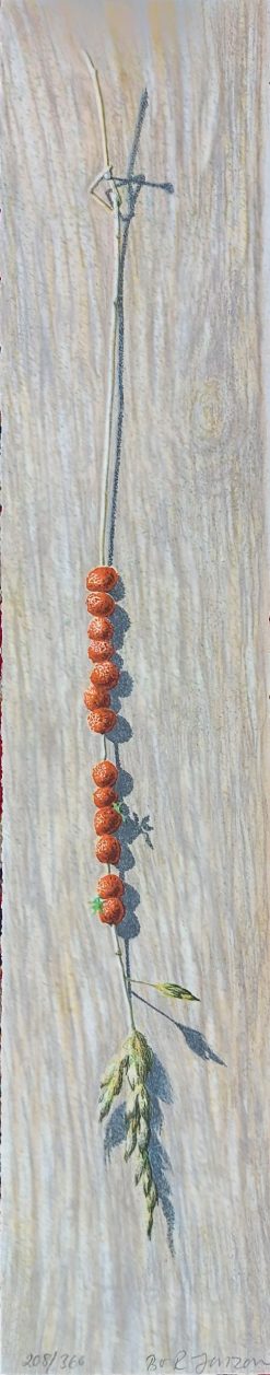 Bo Richard Janzon Smultron – Litografi, 12×60 cm, signerad, upplaga 360 ex