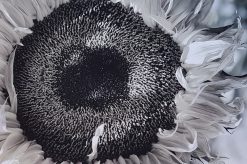 Henry Bronett Solros – Fotografi, 40×61 cm, signerad, upplaga 20 ex