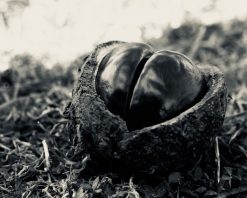 Henry Bronett Kastanj – Fotografi, 40×50 cm, signerad, upplaga 10 ex