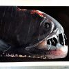 Richard Vakil Karies – Giclée – Giclée, 30×40 cm, signerad, upplaga 30 ex